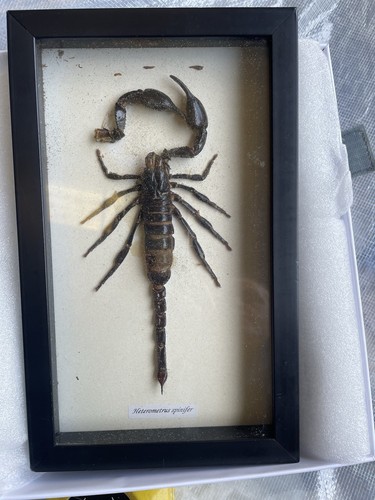 Real scorpion heterometrus - scorpion,