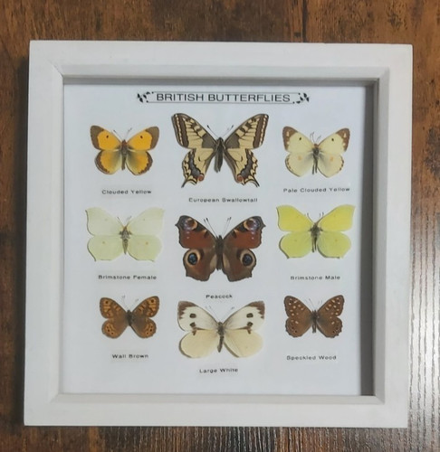 Taxidermy framed real - framed, british