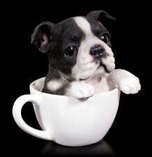 Dog in Cup - Boston Terrier