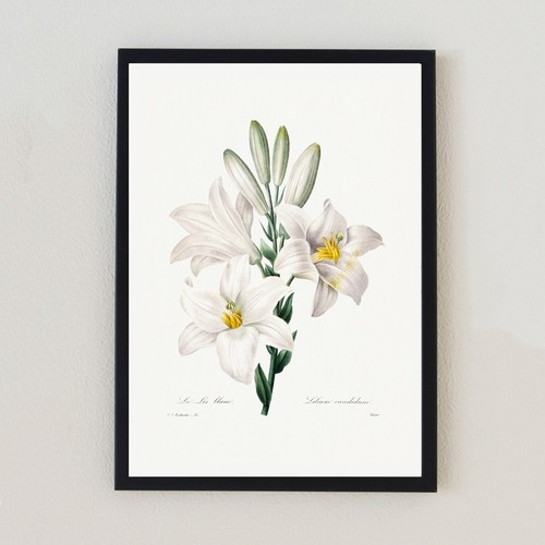 Vintage botanical flower - vintage,