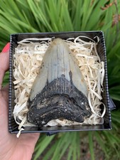 Beautiful 3.5” Megalodon