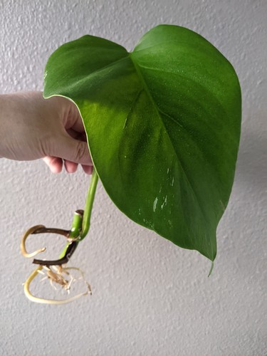 Monstera albo deliciosa - albo,