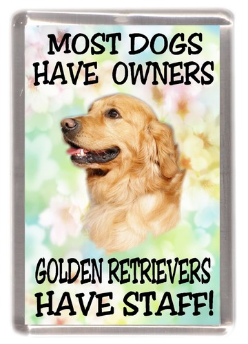Golden retriever dog - golden,