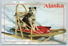 Husky Pup and Mother Postcard