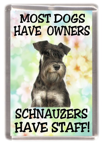 Miniature schnauzer fridge - miniature,