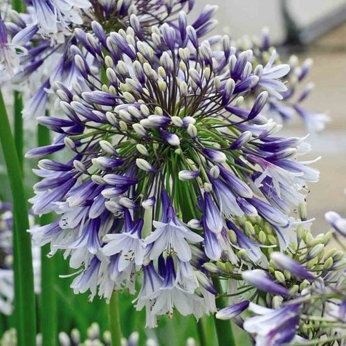 Agapanthus fireworks - 3,