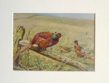Pheasant Bird - George Lodge -