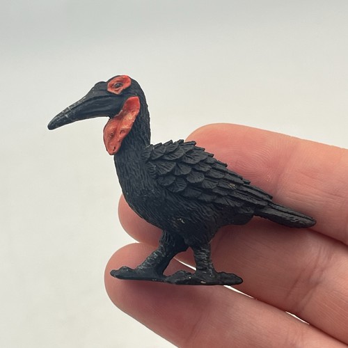 Yowie southern ground - southern, hornbill