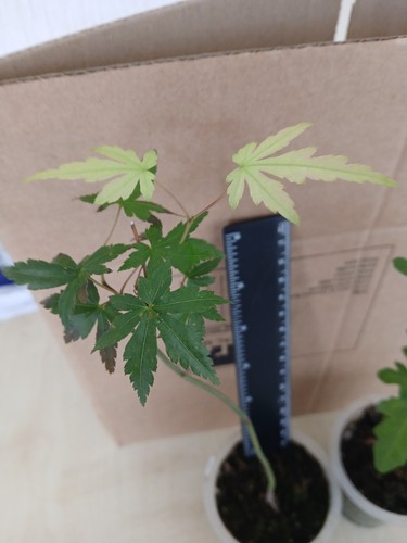 Bonsai starter acer - 2,