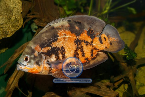 Oscar fish karlsruhe - fish,