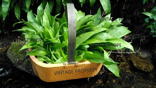 Wild garlic bulbs only - wild,