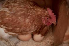 6 X Brown/cream Chicken  Eggs