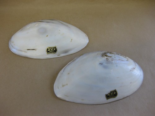 Large clam shells mother - shells,