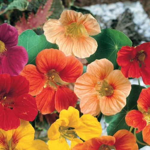 Whirlybird mix nasturtium - 15,