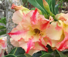 100 Adenium Obesum, Double Cream Star, Desert Rose, Succulent BULK Seeds