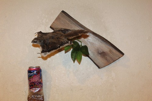 Taxidermy squirrel chipmunk - taxidermy,