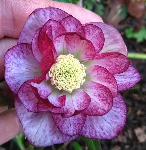 Mixed hellebore orientalis - mixed,