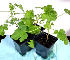 Pelargonium Attar of Roses, Scented Geranium Plant Pink, Potted 1x