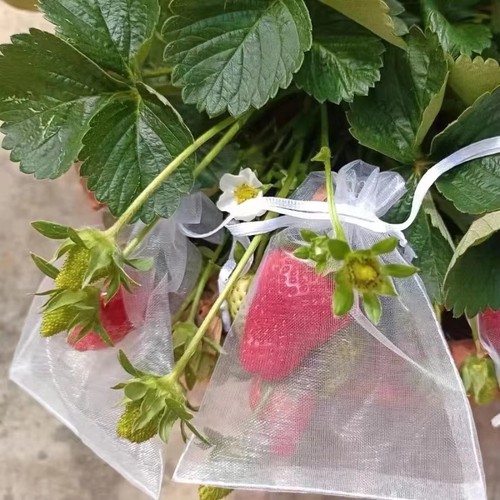 100x fruit protection - fruit,