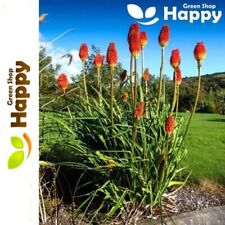 RED HOT POKER MIX - TORCH LILY
