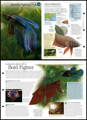 Siamese fighting fish - siamese,