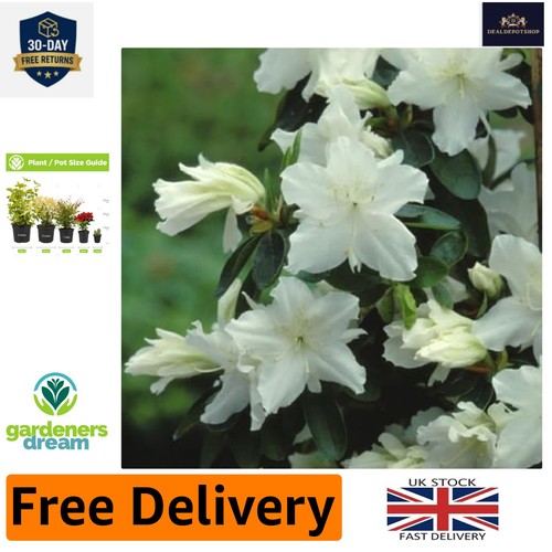 Beautiful azalea geisha - beautiful,