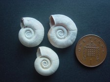 3 Aveley Interglacial