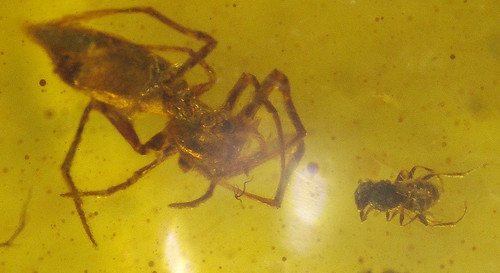 Cretaceous spider with - cretaceous,