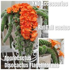 3 Rat Tail cactus Aporocactus flagelliformis bulds plant cuttings 1.5--3cm long 