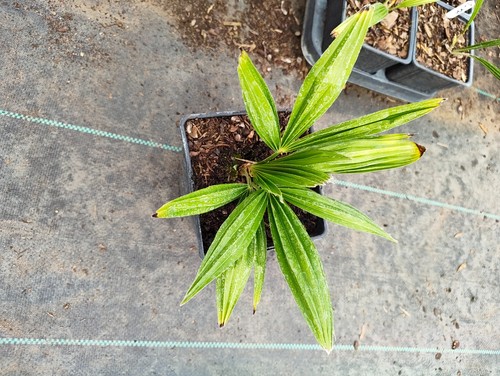 Trachycarpus fortunei naini - trachycarpus, 'naini