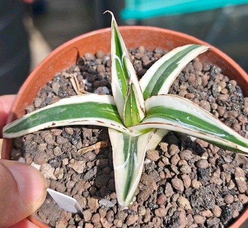 Agave white rhino rare - agave,