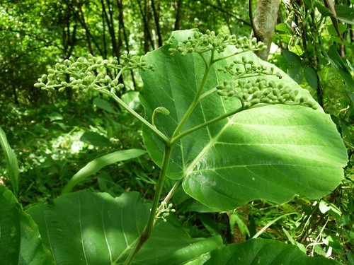 Leea macrophylla seeds - 5, x