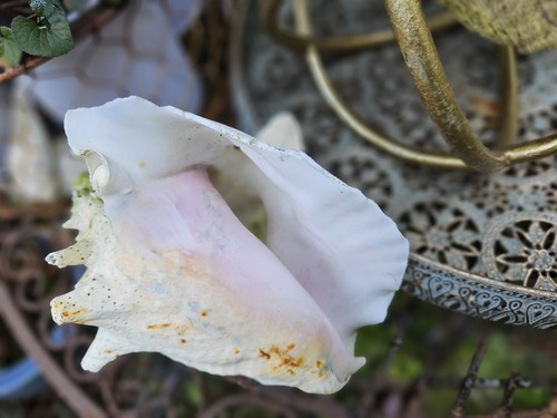 Vintage giant conch shell - vintage,