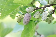 Mulberry Tree Seeds, White or