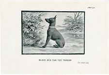 ENGLISH TOY TERRIER BLACK & TAN  LITTLE ANTIQUE 1900 DOG ART PRINT