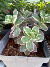 Hardy Sedum Rooted Plant