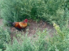 12 x Mixed💥Breed (tested )