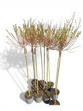 Salix Integra 'Hakuro Nishiki'