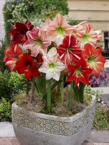 Exotic amaryllis summer - exotic,