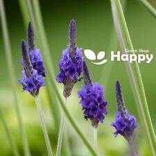 EGYPTIAN LAVENDER - Lavandula