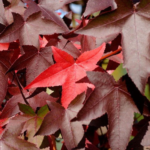 Liquidambar styraciflua