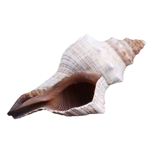 Aquarium decorations snail - decorations,