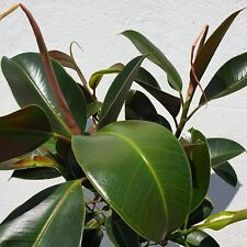 Rubber Plant Ficus Melany