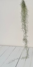Tillandsia usneoides - Spanish