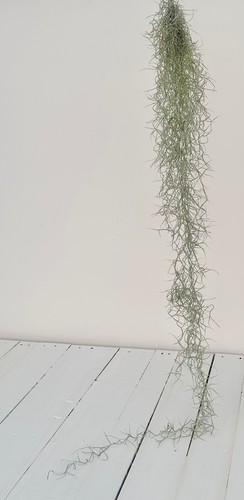 Tillandsia usneoides spanish - usneoides,