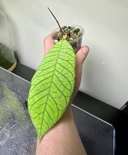 Hoya Epc-961 Sp Sabah Rooted