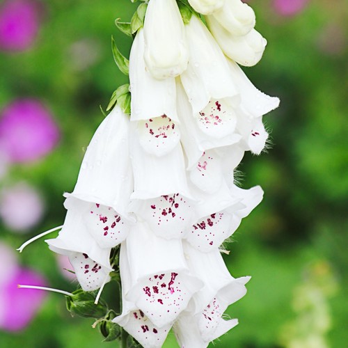 Large digitalis purpurea - x,