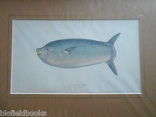 Antiquarian Sunfish Fish Print