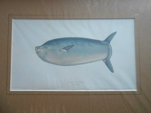 Antiquarian sunfish fish print - antiquarian,