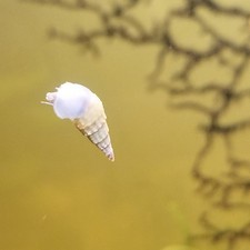 20 large 5mm to 20mm Trumpet